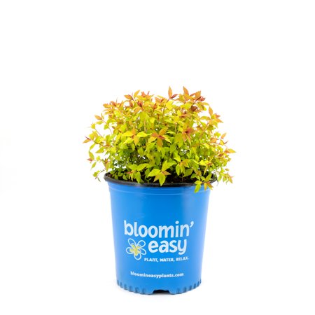 1 gal. Rainbow Fizz Spirea (Spiraea) Live Shrub, Red Berries to Pretty Pink Flowers