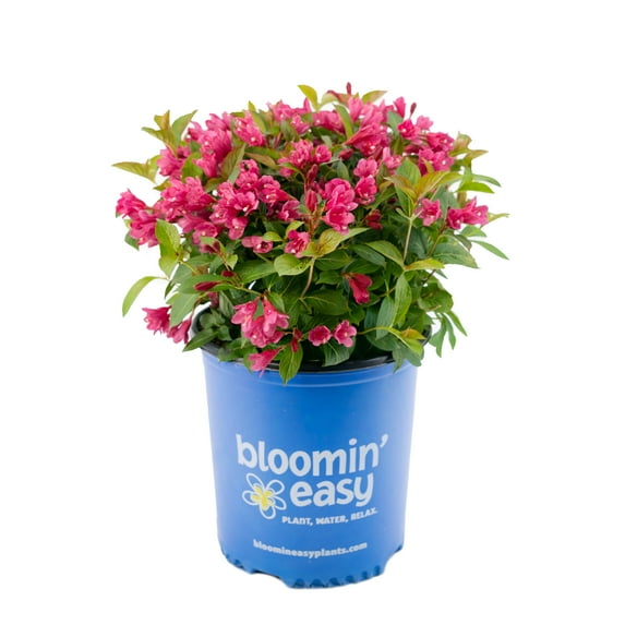 1 gal. Strobe Weigela Live Shrub, Bright Pink Flowers