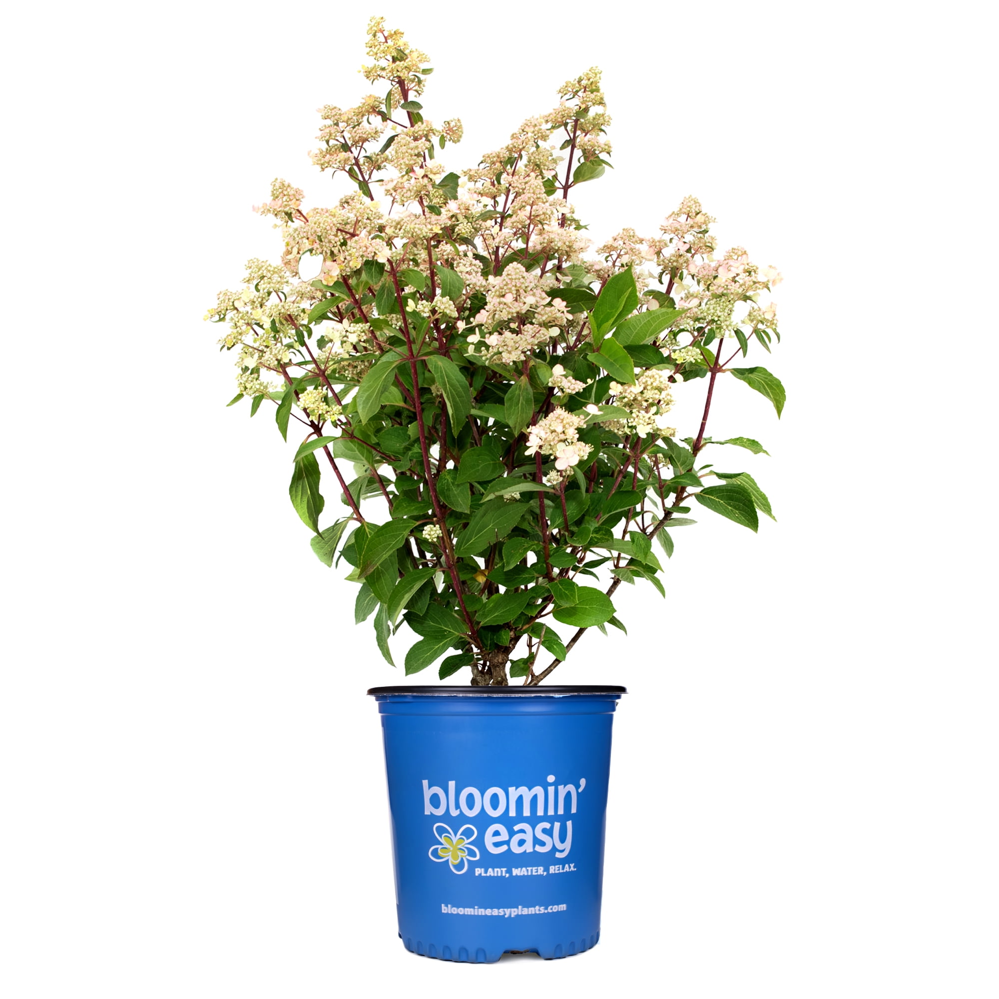 1 gal. Torch Hardy Hydrangea (Paniculata) Live Shrub, Creamy White-Pink Flowers