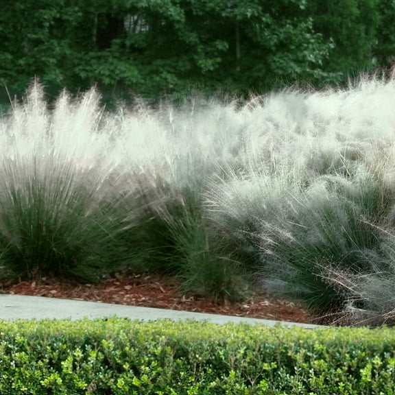 National Plant Network 1 gal White Muhly Grass Live Perennial with Full Sunlight