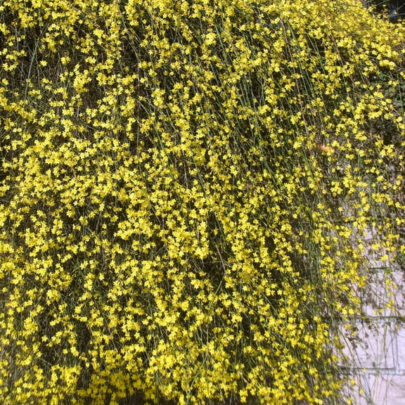 1 gal Winter Jasmine Live Perennial Shrub with Full Sunlight