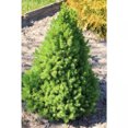 1 gal. dwarf alberta spruce shrub aromatic and soft evergreen foliage