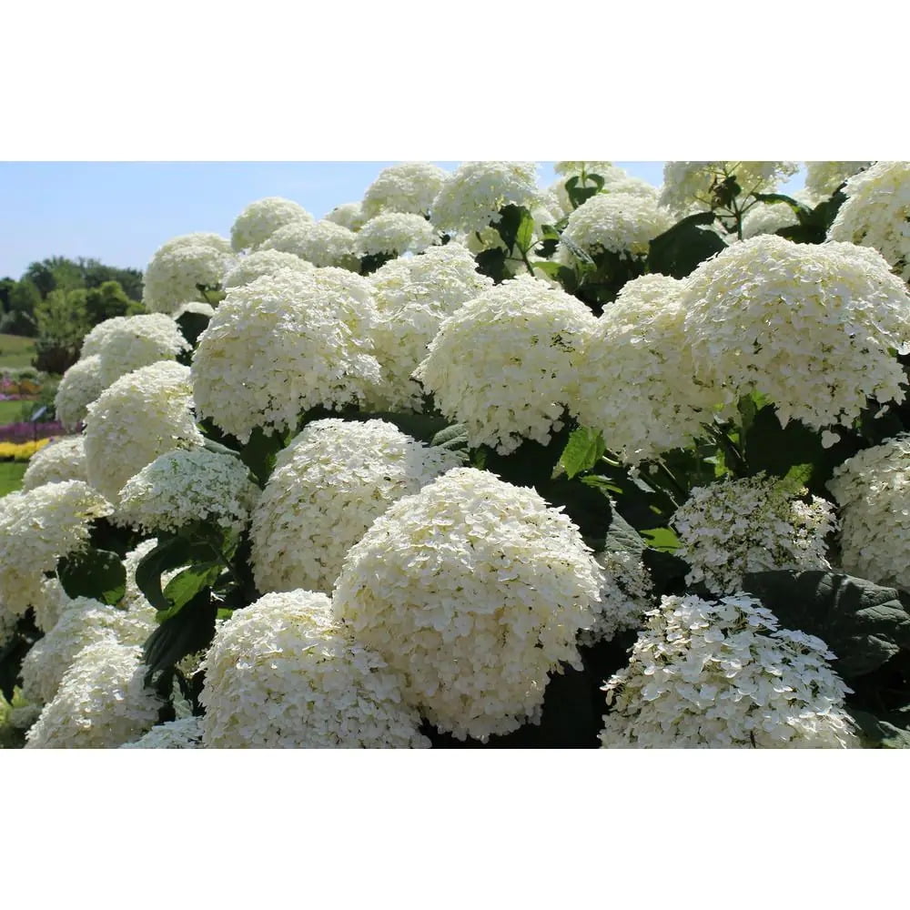 White Hydrangeas Incrediball Smooth Hydrangea | Hydrangea