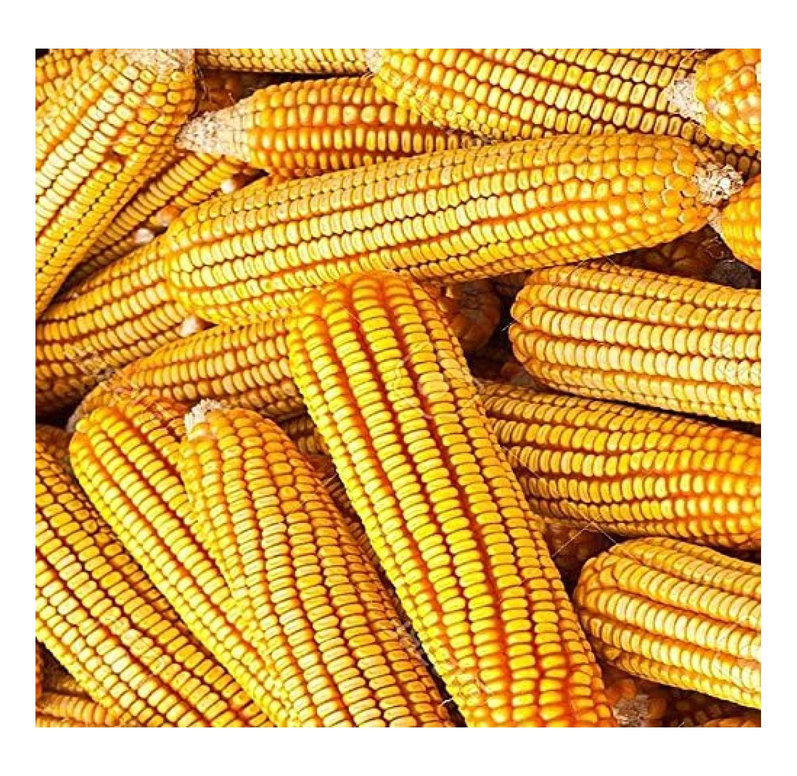 1 lb (1,600+ Seeds) Reid's Yellow Field Corn Seed (OP) Open pollinated