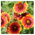 1 lb. Perennial Gaillardia Aristata Red Blanket Flower Seeds for