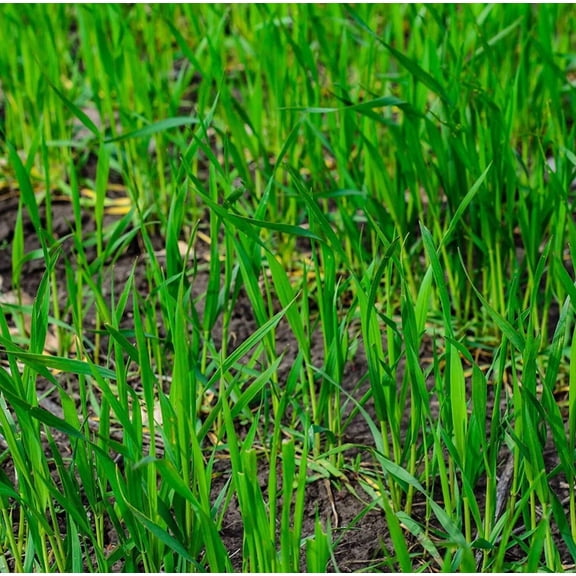 1 lb Rye Cover Crop Seeds for Planting, Winter Grass, Annual Ryegrass Seeds for Soil Improvement and Garden Growing