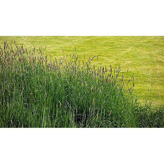 1 lb. Timothy (Climax), Deer/Wildlife Food Plot Seed, Cover Crop, Pasture Grazing, Hay Production Seed