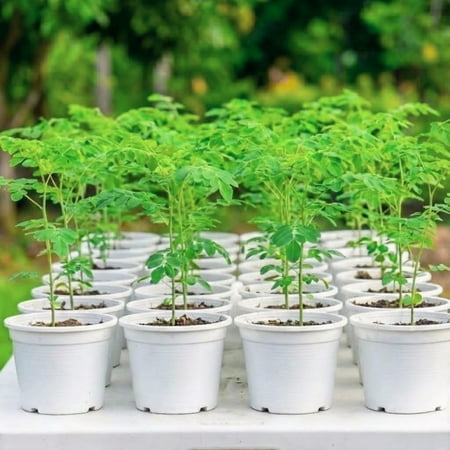 1 to 2 Moringa Plants Live Tree, 6 to 10" Moringa Oleifera Plant, Well Rooted, Cold Hardy, Spring Planting Drumstick Horseradish Tree