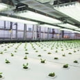 thumbnail image 1 of 1 x 1 in. Grodan A-OK Starter Plugs - 200 Per Sheet Large Hole, 1 of 1