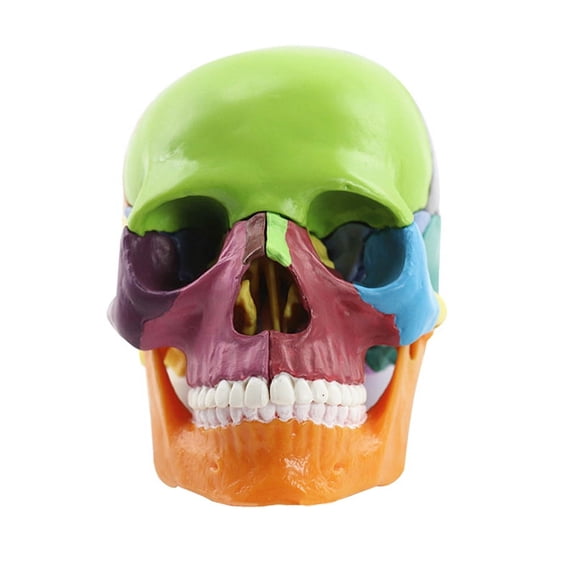 1 x Teaching Study model-Multicolor