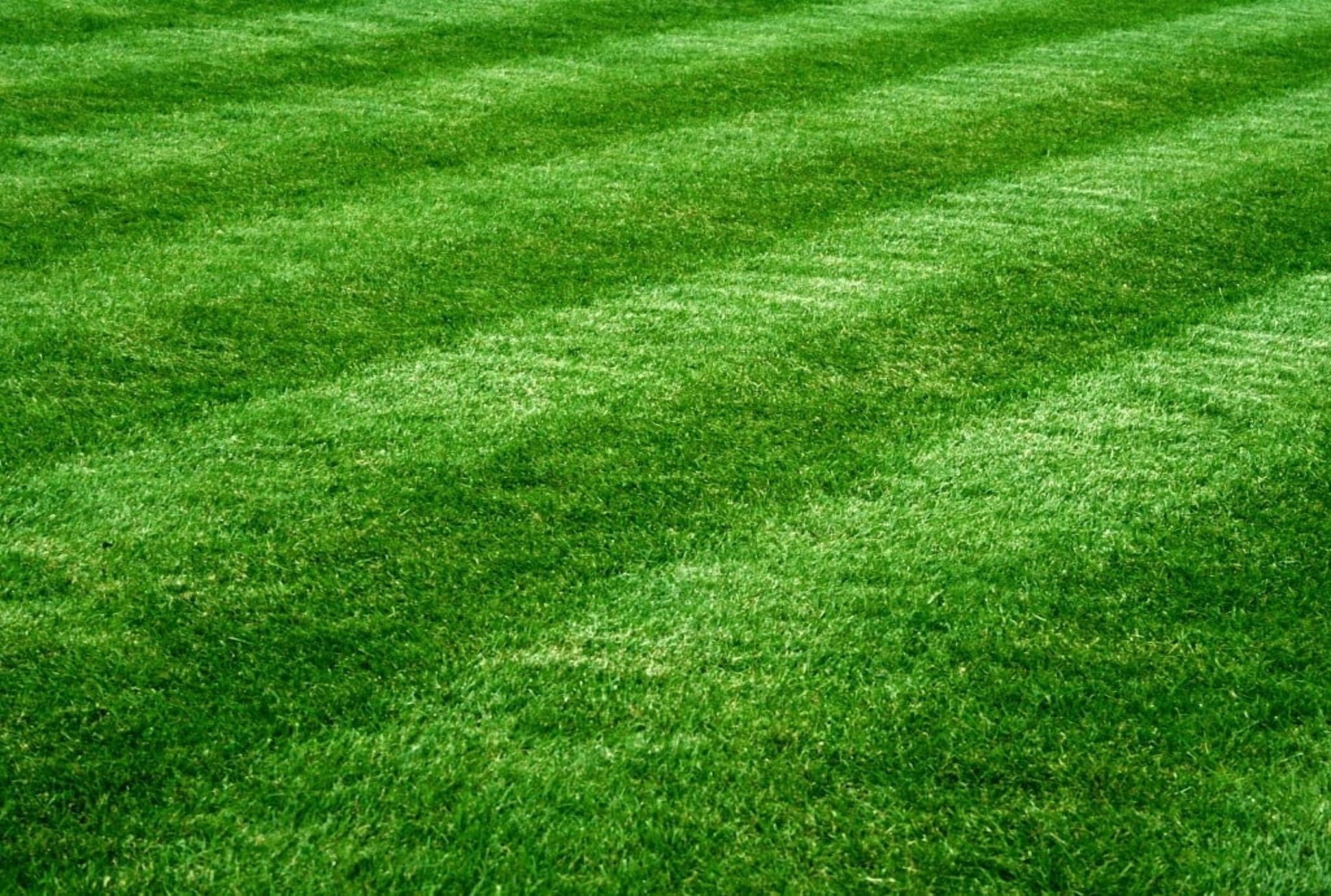 10,000 Emerald Zoysia Grass Seeds - Zoysia 'Emerald' - Lawn Grass