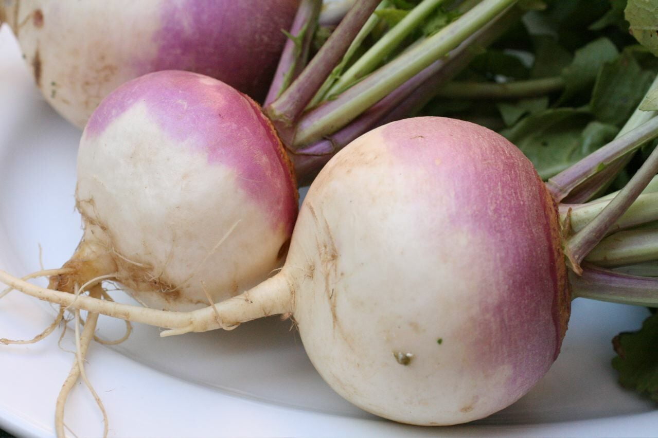 10,000 Purple Top Turnip Seeds NonGMO Heirloom Turnip Seeds Bulk