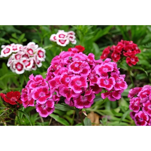 10,000+ Sweet William Flower Seeds- Mixed Colors | Brilliant Old Fashioned Wild Flowers