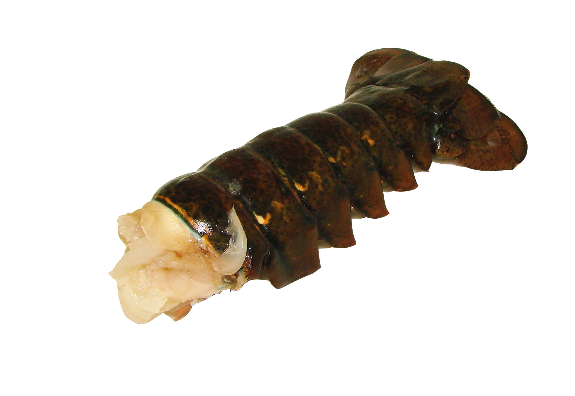 10/12 OZ CAN LOBSTER TAIL