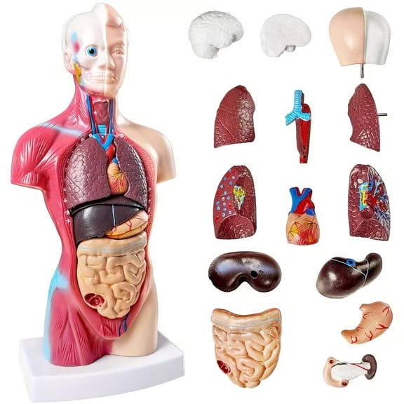 10.5" Human Anatomy Model with Detachable Organs - Durable PVC Educational Tool for Medical Studies