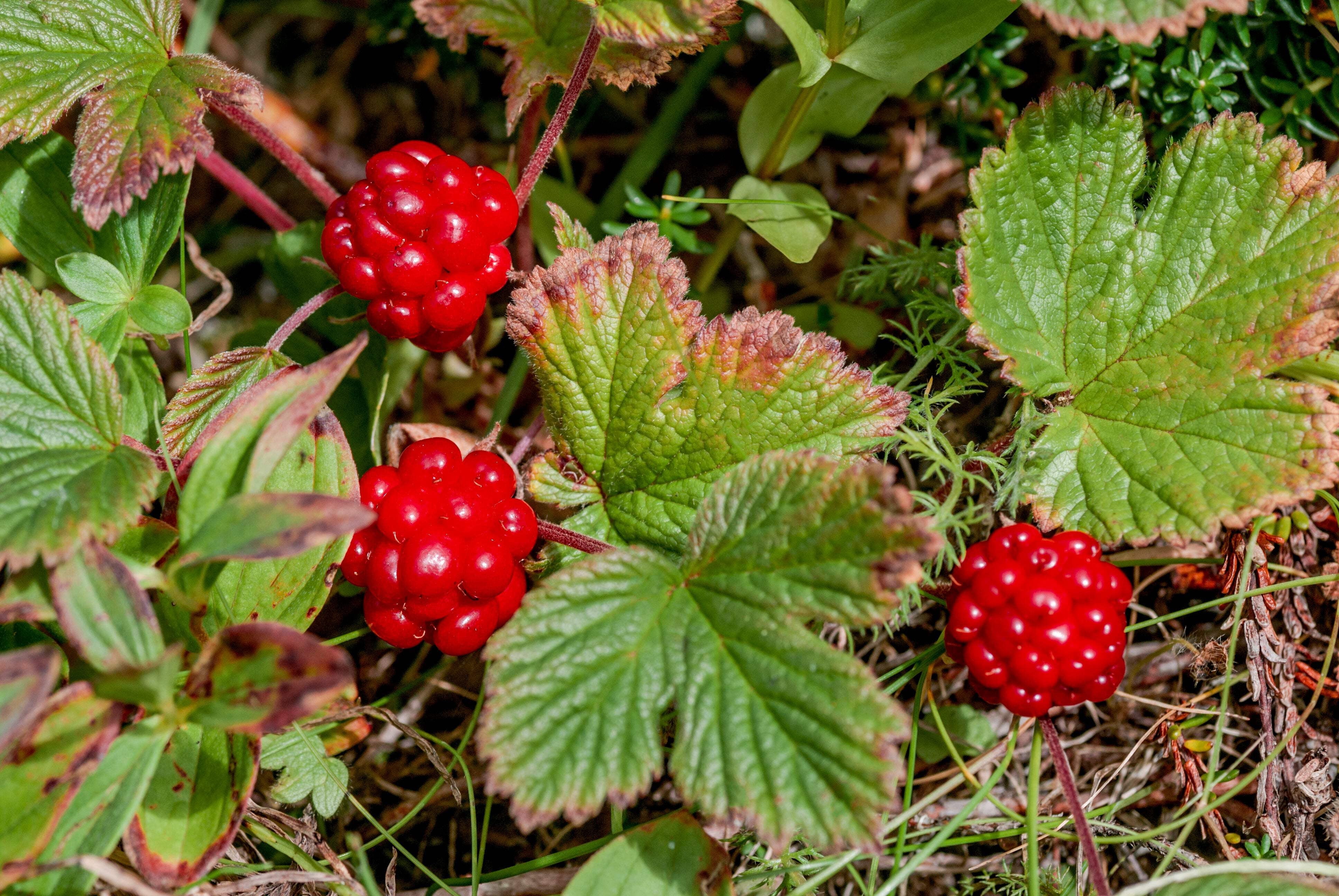 Arctic Rasperry 10 * Seeds ARCTIC RASPBERRY Nagoonberry Rubus Arcticus Red Berry Fruit ...