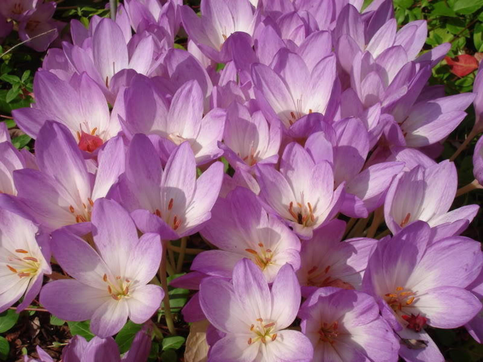 10 *Seeds AUTUMN CROCUS Colchicum Autumnale Meadow Saffron Flower Seeds