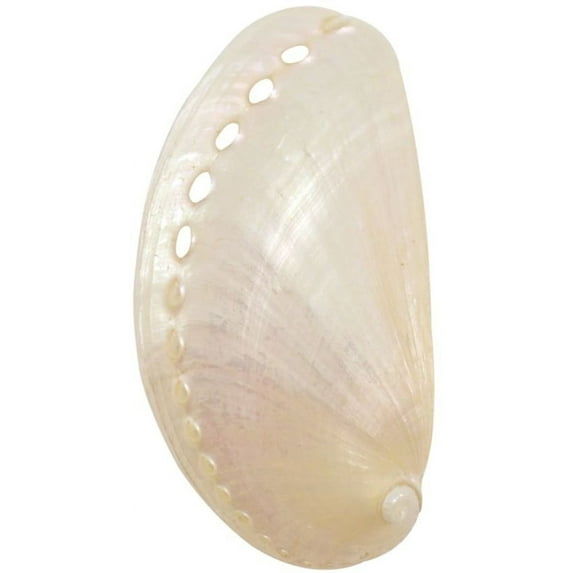 10 Abalone Pearled Shells 3" and Up (Set of 10)