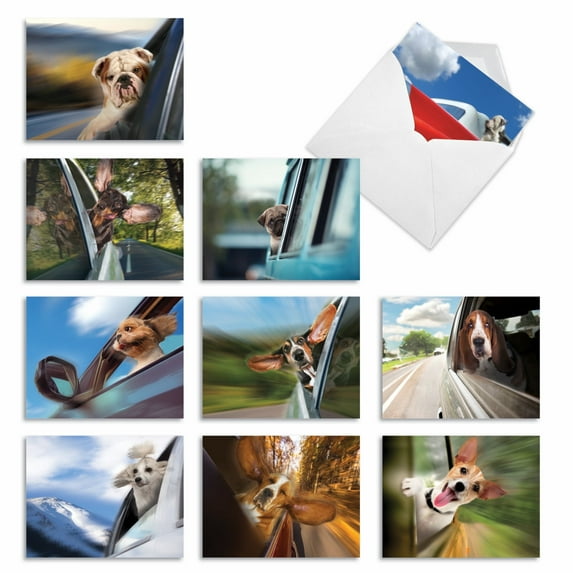 10 All Occasion Blank Note Cards Pack (4 x 5.12 Inch) - DOGGIE IN THE WINDOW M6481OCB