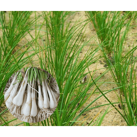 10 Allium Bulbs for Planting, Rakkyo Sakurab White Onion Bulbs Cu Kieu Hue