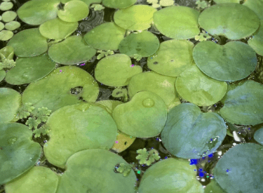 10+ Amazon Frogbit Live Aquarium Plants | 25+ Healthy Leaves | Floating Plant | Duckweed Free