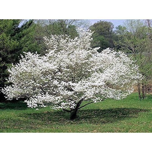 10 American WHITE FLOWERING DOGWOOD Small Tree Cornus Florida Southern Seeds