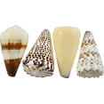 thumbnail image 1 of 10 Assorted Cones Shells Seashells 3-4" (Set of 10), 1 of 1