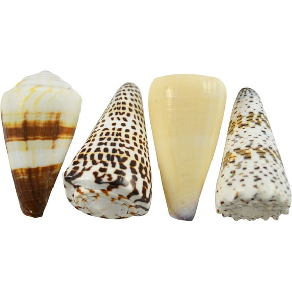 10 Assorted Cones Shells Seashells 3-4" (Set of 10)