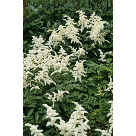 10 Astilbe Deutschland Bareroot Plant