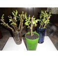 10 Austree Hybrid Willow Trees Fastest Growing Shade Tree Privacy Tree