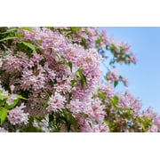 10 BEAUTY BUSH SHRUB Beautybush Kolkwitzia Amabilis Pink & White Flower Red Berry Seeds