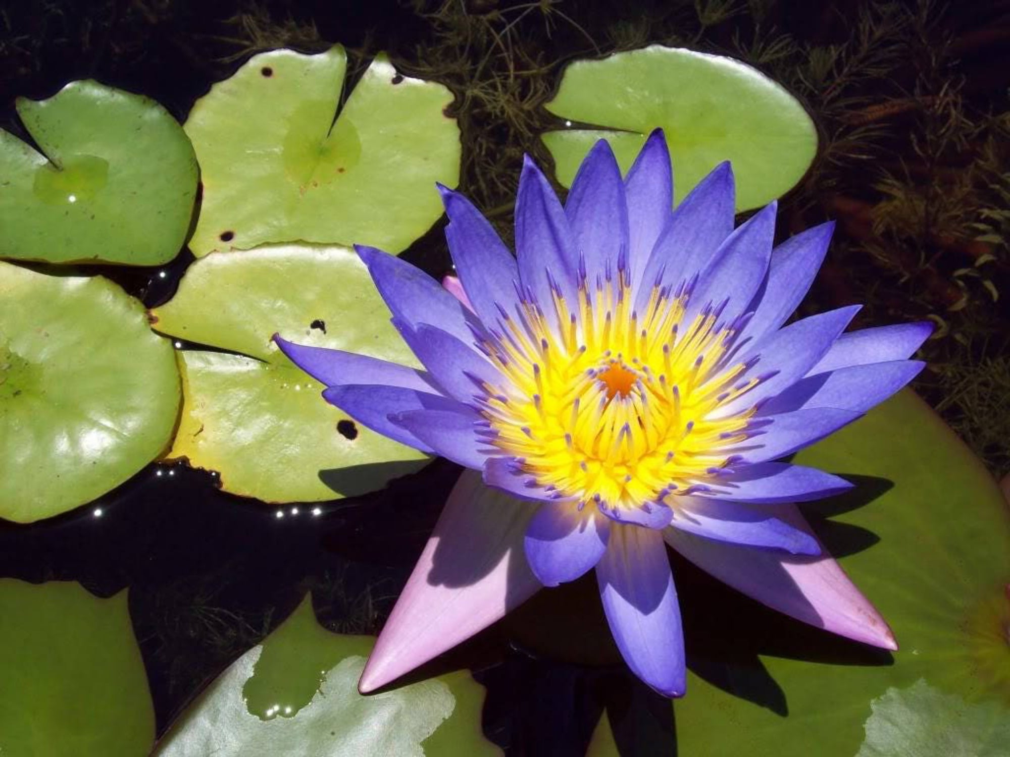 Nymphaea Caerulea Blue Egyptian Lotus Sacred Water Lily Blue Lotus 10 Seeds  Pack, Shipped From Los Angeles 