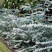 10 Baby Blue Seeds, Silver Leaved Mountain Gum, Powdered Gum, Mountain Silver Seeds - 10 Seeds Eucalyptus pulverulenta - Pack of 10 Rare and Viable Seeds - QO Seeds