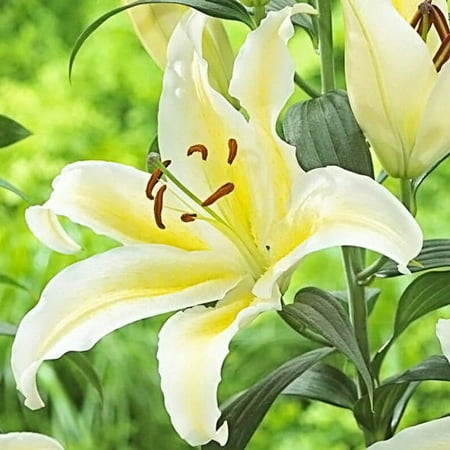 10 Bafferari Oriental Lily Bulbs