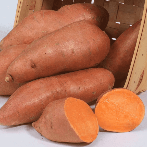 10 Beauregard Sweet Potato Slips for Planting, Fresh Planting Slips, Easy Grow Sweet Potato Variety for Garden