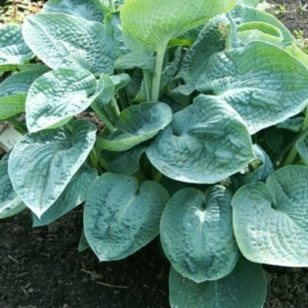 10 Big Daddy Hosta Bareroot