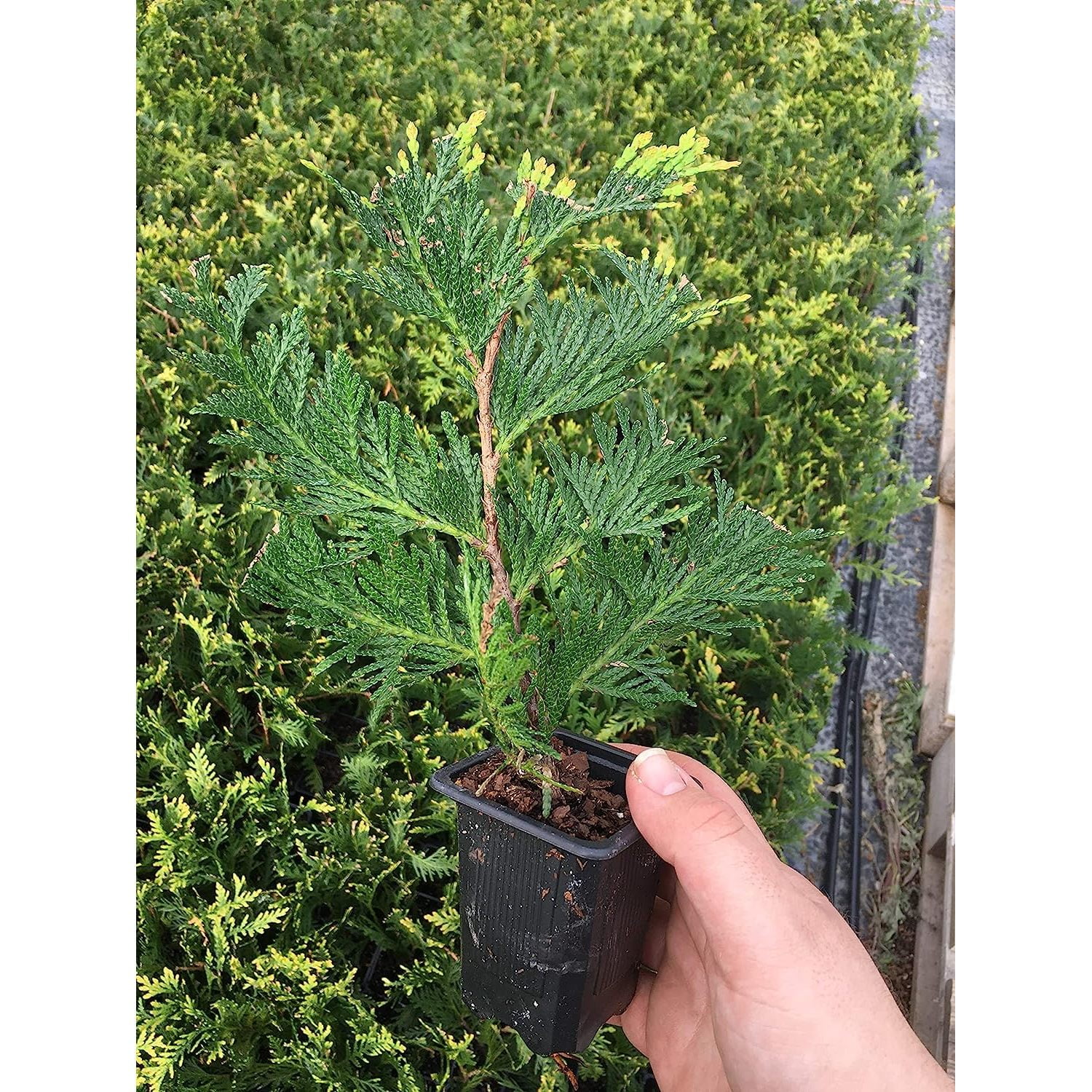 10 Bilot Green Giant Arborvitae 8-12" tall trees