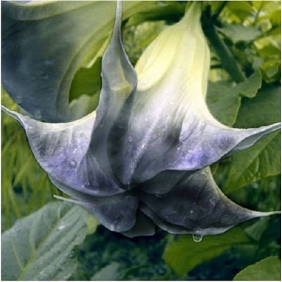 Black Angel Trumpet Seeds (10 Pack) Brugmansia Flower Seeds for Planting Outdoors, Dark Purple Fragrant Tropical Blooms for Pots, Patios & Gardens