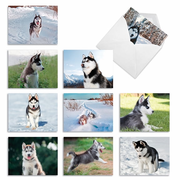 The Best Card Company 10 Assorted Blank Notes Set 4x5.12 w/ Envelopes, 10x1 Designs, for Men, Women, Adorable Alaskan Huskies AM6827OCB-B1x10