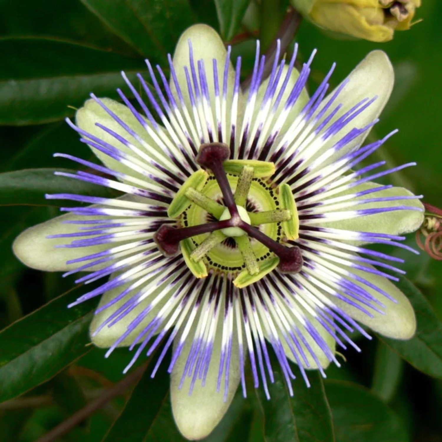 10 Blue Crown PASSION FLOWER / Passion FRUIT Passiflora Caerulea Fruit