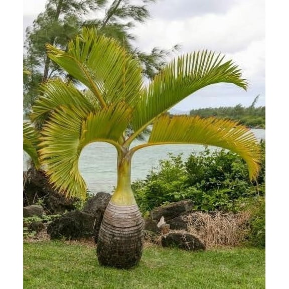 10 Bottle Palm Seeds for Planting - Hyophorbe lagenicaulis