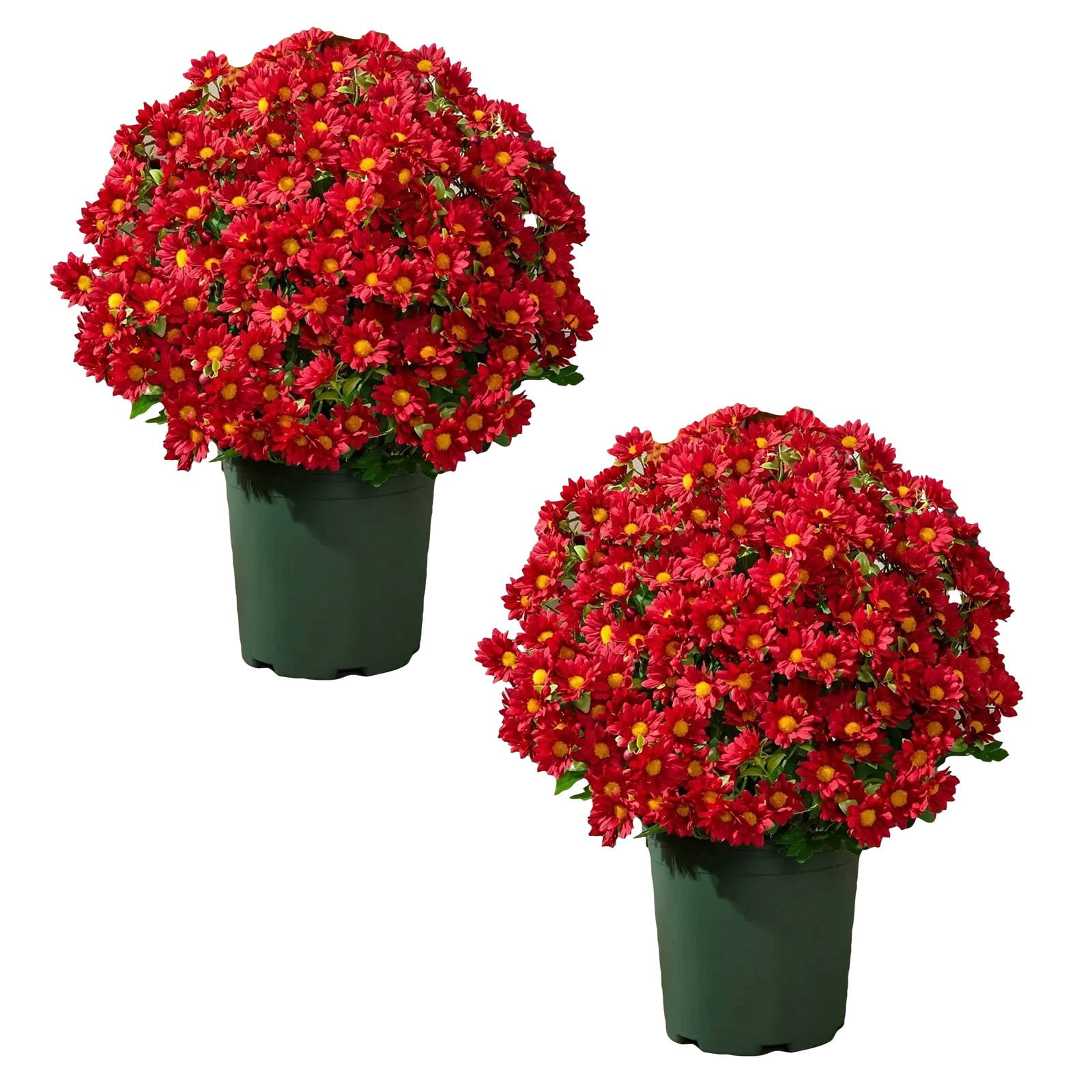 10 Bouquet Artificial Topiary for Outdoors- Potted Plant Fake Geraniums Bush-UV Resistant Artificial Outdoor Plant for Front Porch, Garden, Yard, Patio Decor, 11.81 Inch, Red