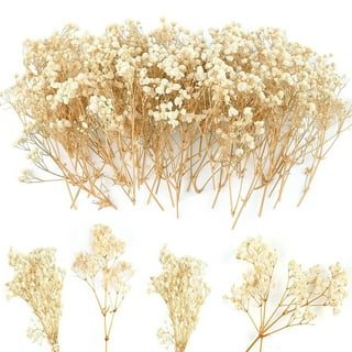 pantydropper × uncrowd Dry flower white Dried White Flowers