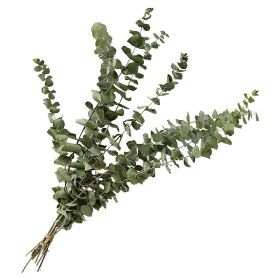 10 Branch Eucalyptus Leaves Real Plant Bouquet Home Party Decor Supplies