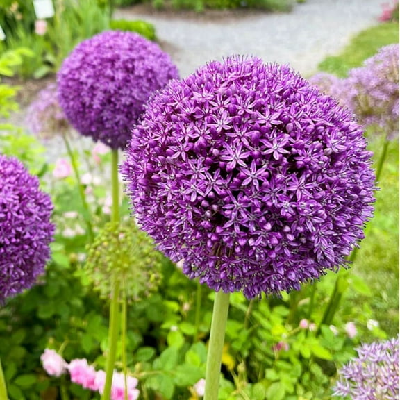10 Bulbs Gladiator Allium Live for Planting, Purple Blooming Onion Bulbs for Home Garden