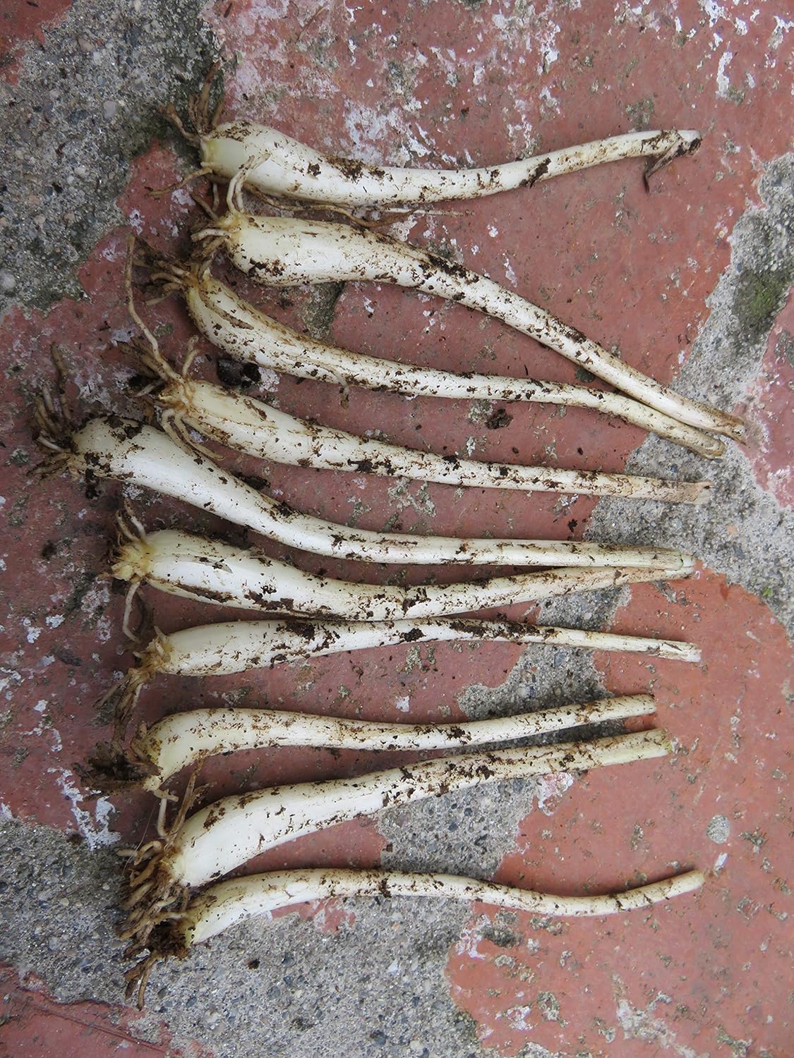 10 Bulbs Pickled Leek Allium Chinense Onion (Vietnam Cu Kieu Hue