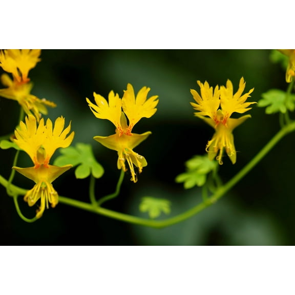10 CANARY CREEPER NASTURTIUM Vine Tropaeolum Peregrinum Yellow Canarybird Flower Seeds
