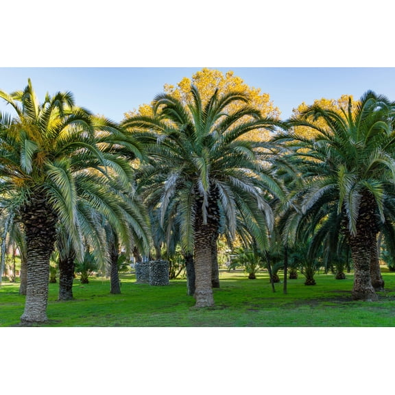 10 CANARY ISLAND Date PALM Phoenix Canariensis Tree Seeds