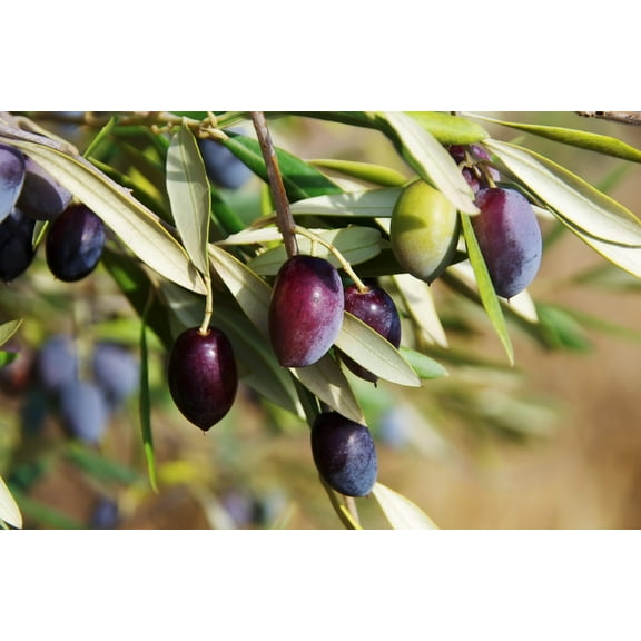 10 CANINO OLIVE TREE Olea Europaea Canino Edible European Common Green Black Fruit Seed