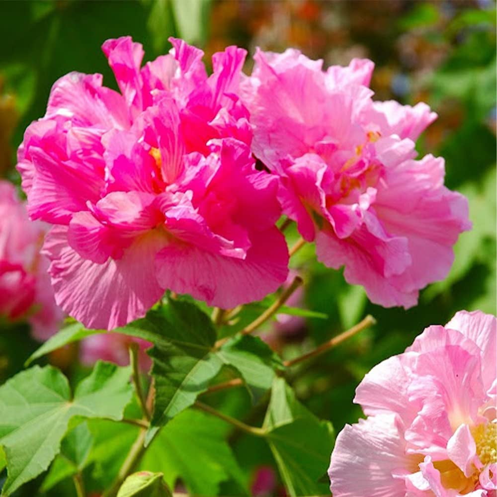 10 CM31 Confederate Rose Seeds Hibiscus Mutabilis Dixie Rosemallow
